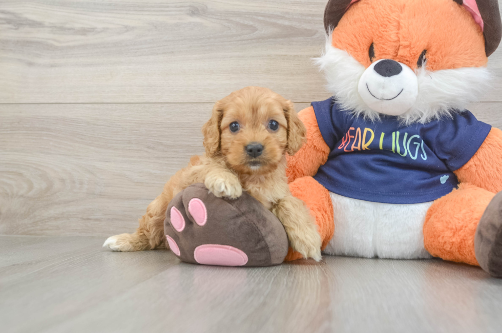 5 week old Cockapoo Puppy For Sale - Windy City Pups