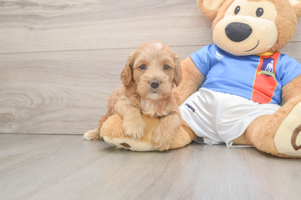 5 week old Cockapoo Puppy For Sale - Windy City Pups