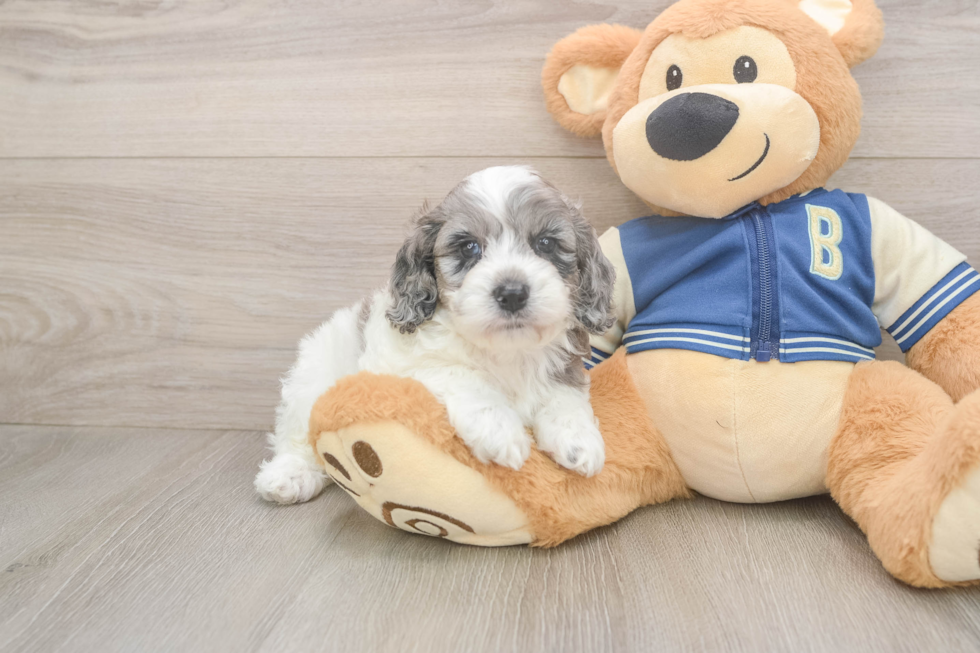 Best Cockapoo Baby