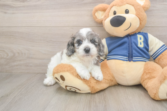 Best Cockapoo Baby