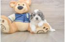 Best Cockapoo Baby