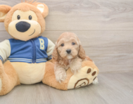 6 week old Cockapoo Puppy For Sale - Windy City Pups