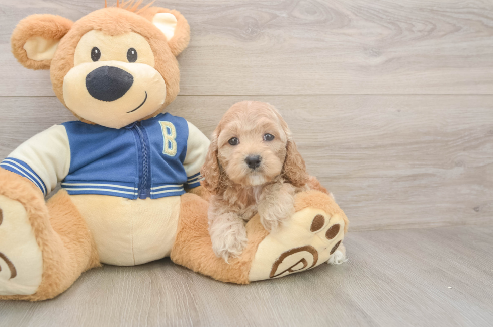 6 week old Cockapoo Puppy For Sale - Windy City Pups