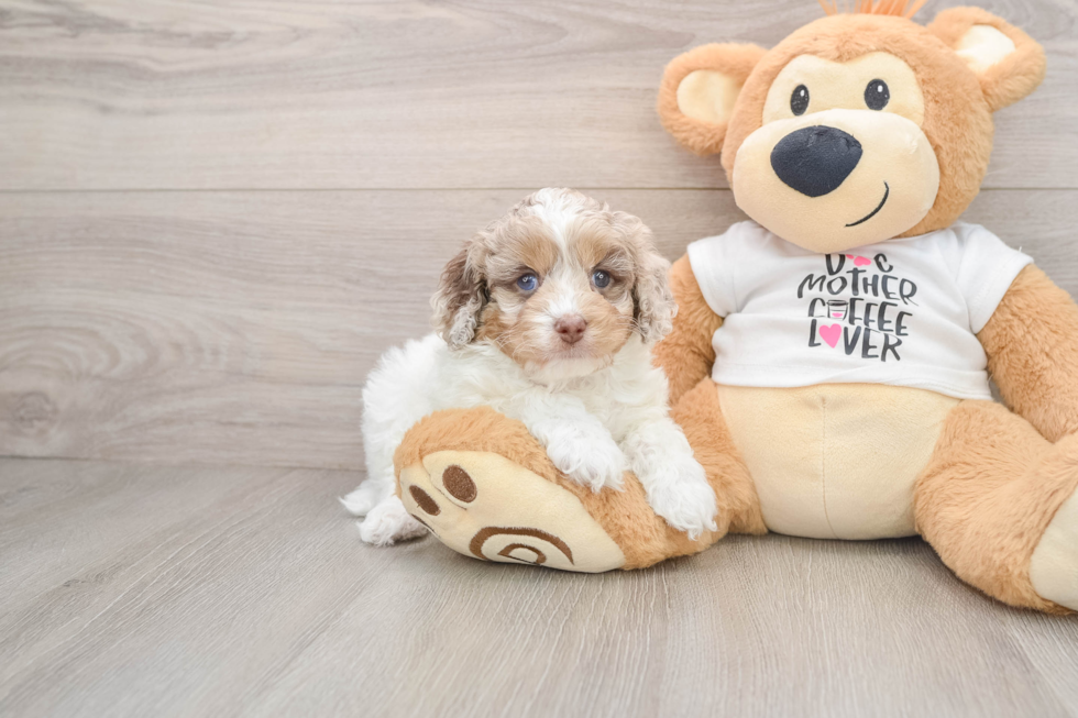 Cockapoo Pup Being Cute
