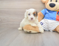 7 week old Cockapoo Puppy For Sale - Windy City Pups