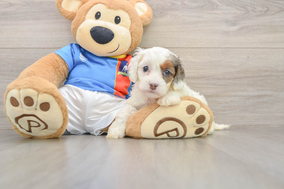 Cockapoo Pup Being Cute