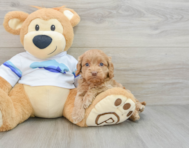 7 week old Cockapoo Puppy For Sale - Windy City Pups