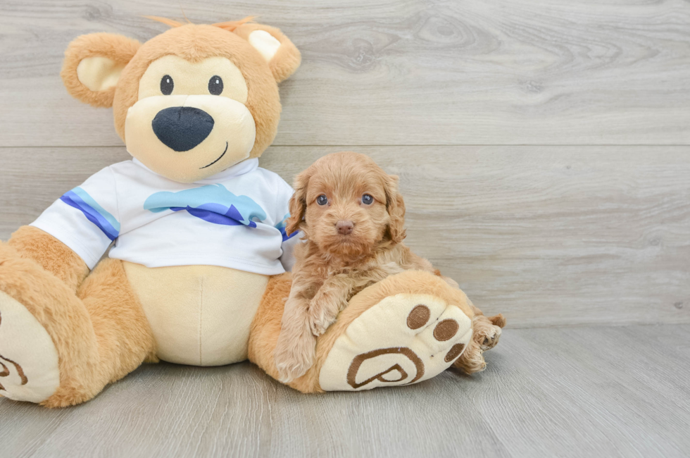 5 week old Cockapoo Puppy For Sale - Windy City Pups