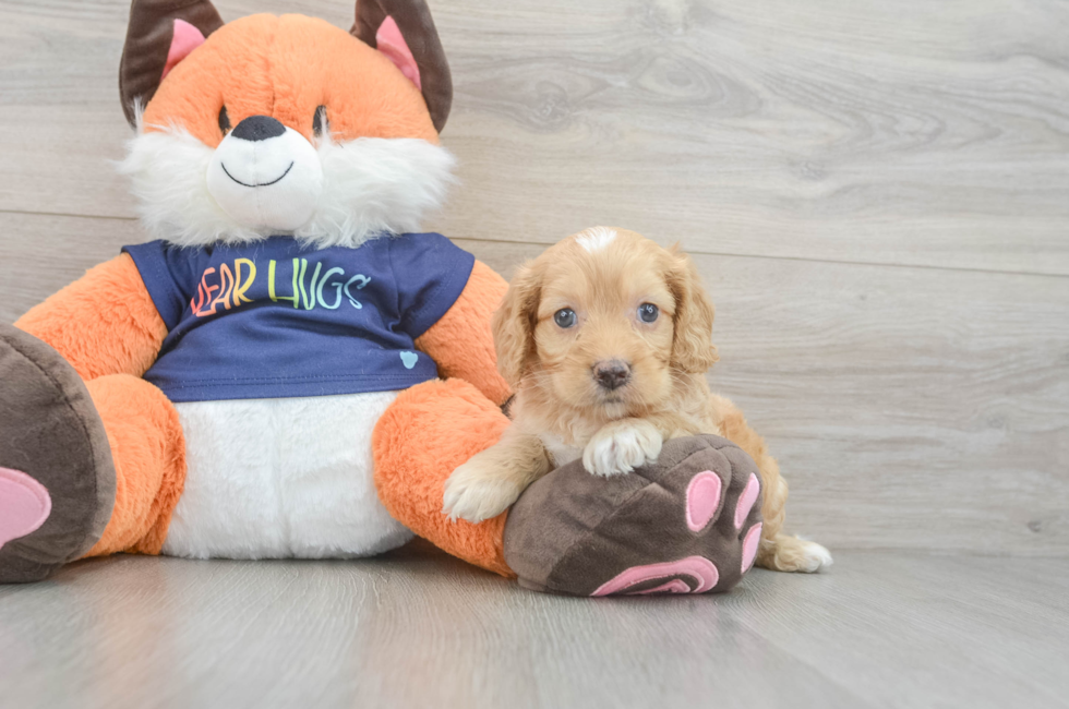 5 week old Cockapoo Puppy For Sale - Windy City Pups