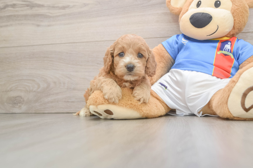 5 week old Cockapoo Puppy For Sale - Windy City Pups