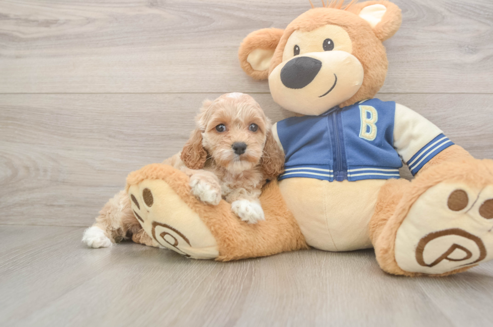 6 week old Cockapoo Puppy For Sale - Windy City Pups