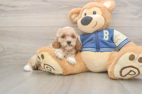 Cockapoo Pup Being Cute
