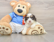 7 week old Cockapoo Puppy For Sale - Windy City Pups
