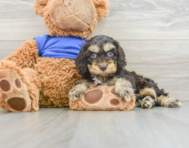 8 week old Cockapoo Puppy For Sale - Windy City Pups