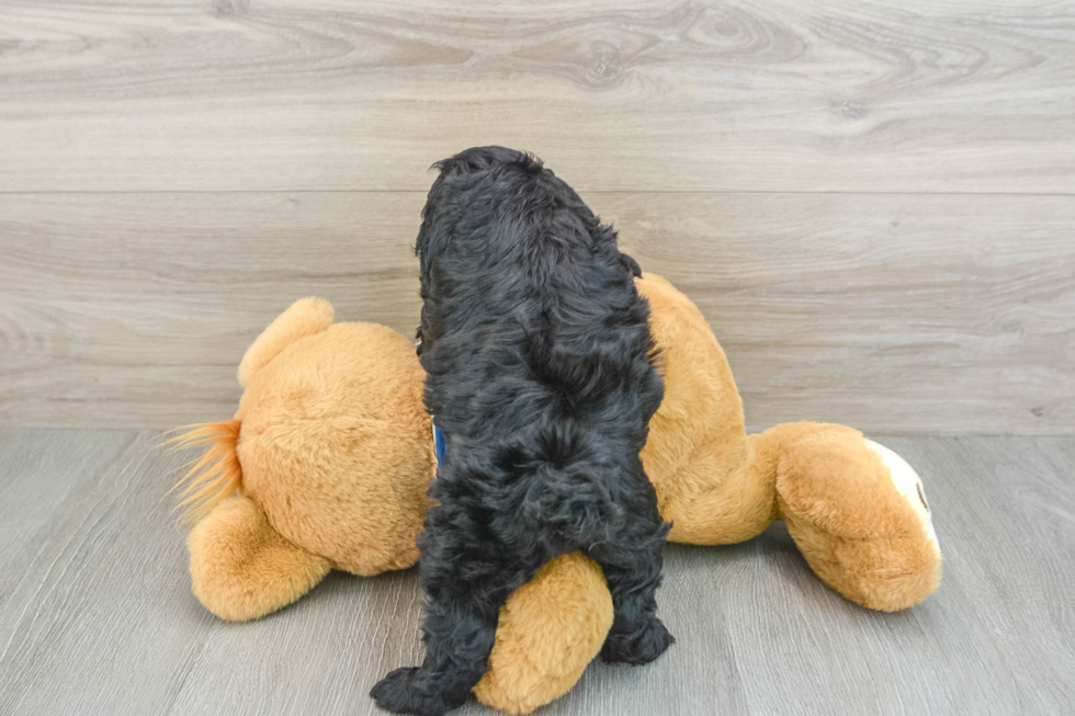 Small Cockapoo Baby