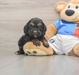 9 week old Cockapoo Puppy For Sale - Windy City Pups