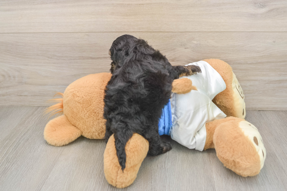 Cockapoo Puppy for Adoption