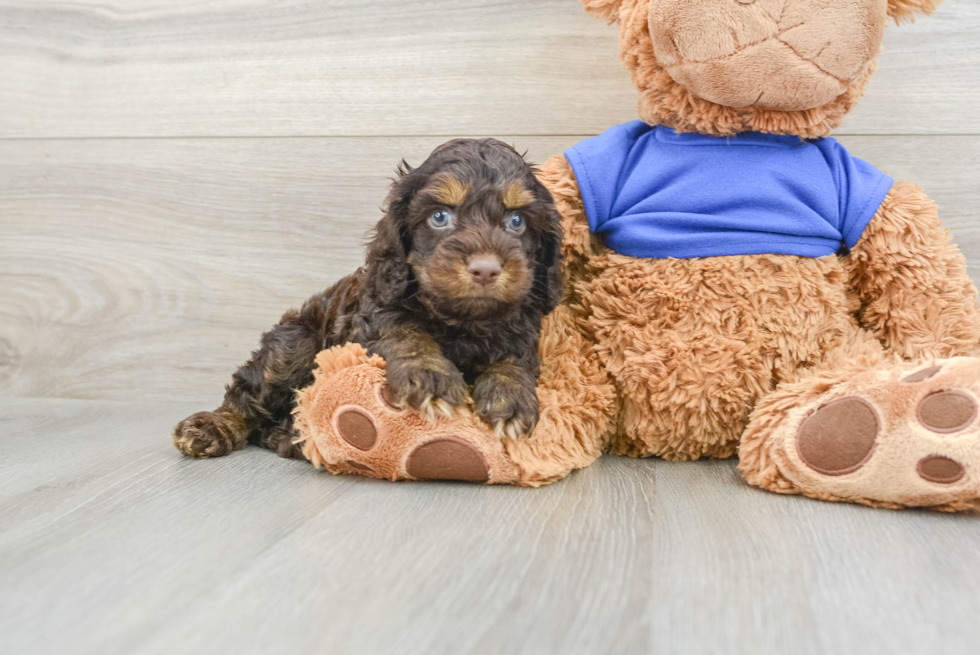 Best Cockapoo Baby