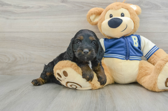 Friendly Cockapoo Baby