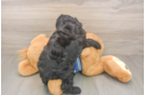 Cute Cockapoo Baby