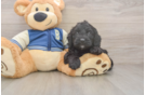 Cockapoo Puppy for Adoption