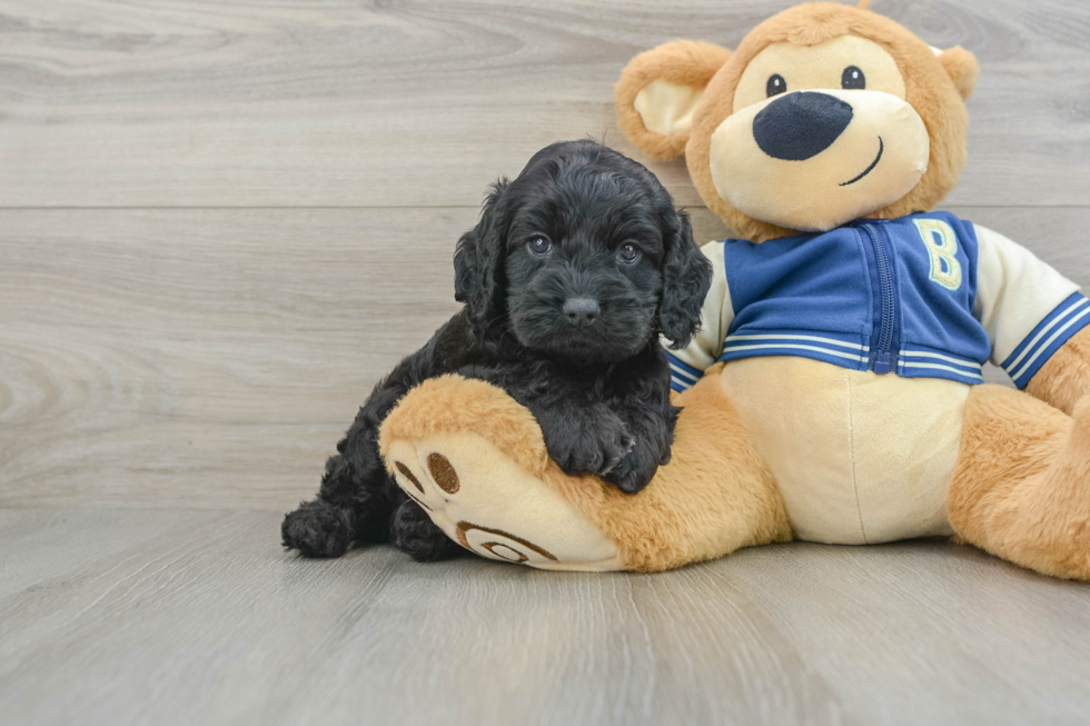 Cockapoo Pup Being Cute