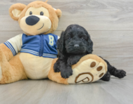 7 week old Cockapoo Puppy For Sale - Windy City Pups