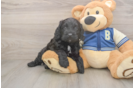 Best Cockapoo Baby