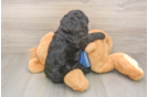 Smart Cockapoo Poodle Mix Pup