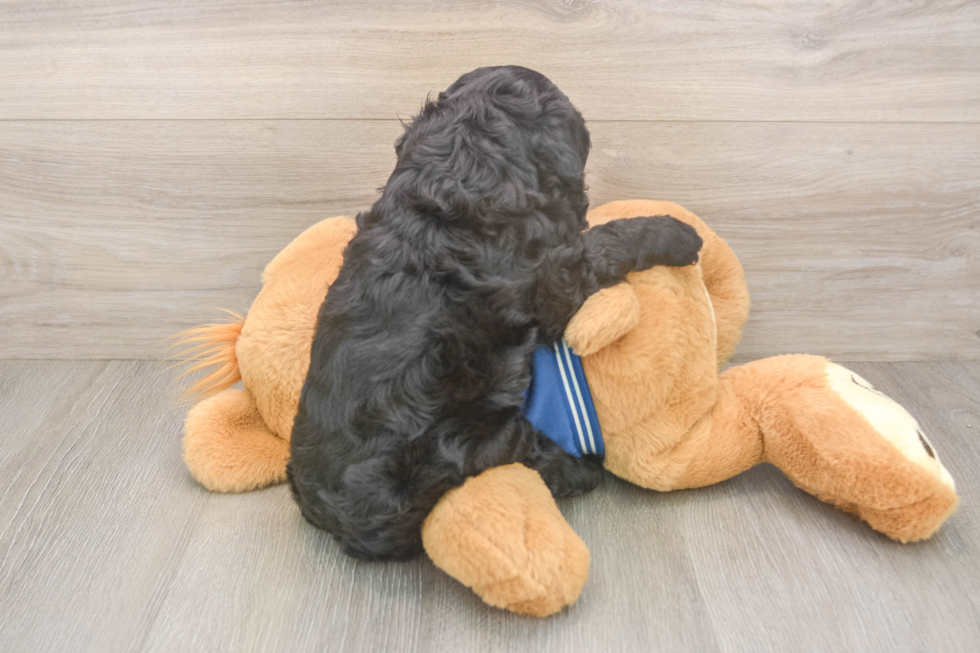 Smart Cockapoo Poodle Mix Pup