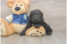 Cockapoo Puppy for Adoption
