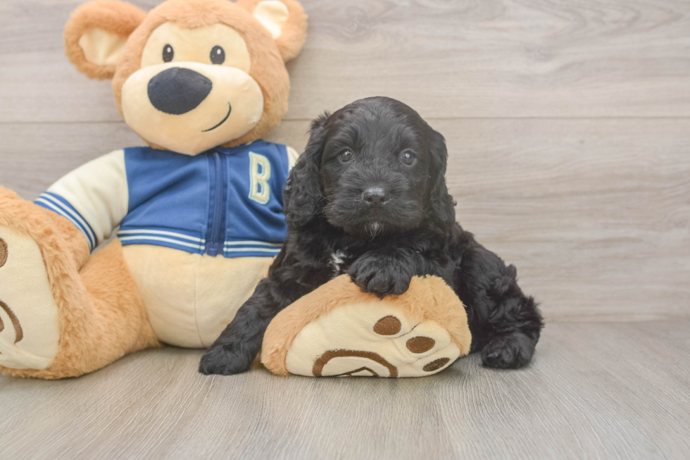 Cockapoo Puppy for Adoption