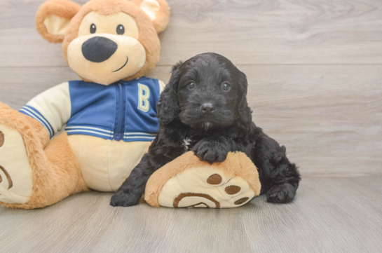 Cockapoo Puppy for Adoption