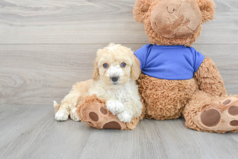 Fluffy Cockapoo Poodle Mix Pup