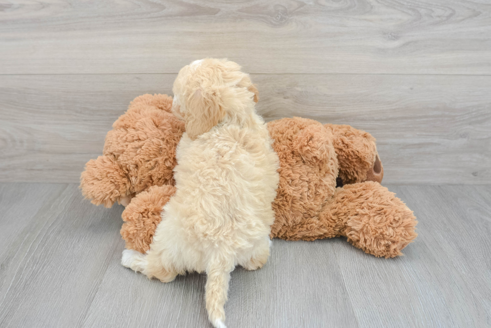Energetic Cockerpoo Poodle Mix Puppy