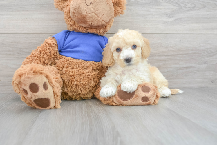 Funny Cockapoo Poodle Mix Pup