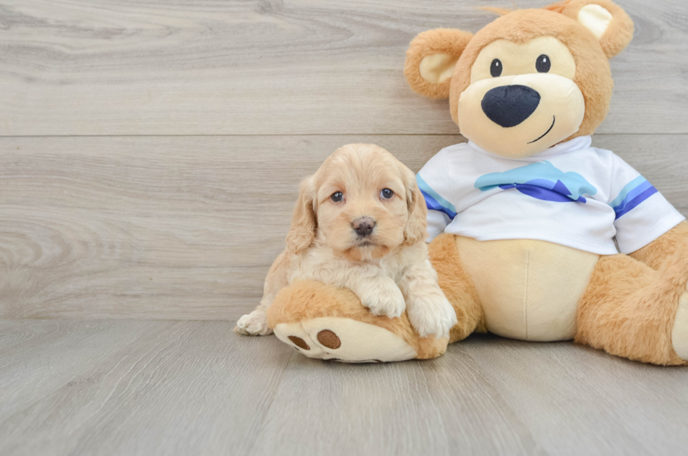 5 week old Cockapoo Puppy For Sale - Windy City Pups