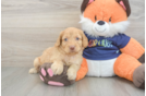 Best Cockapoo Baby