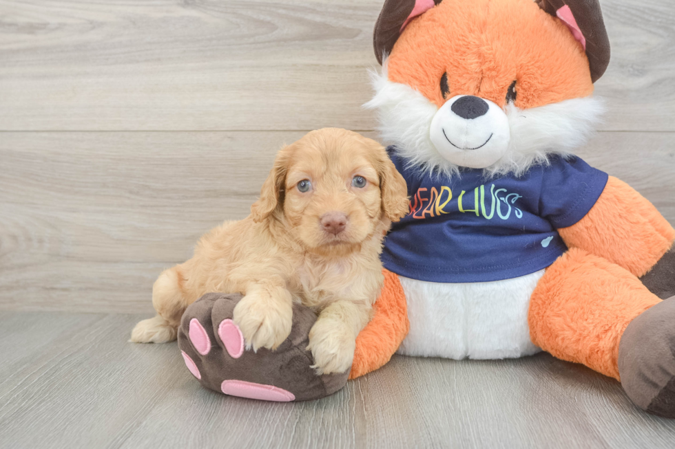 Best Cockapoo Baby