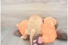 Best Cockapoo Baby