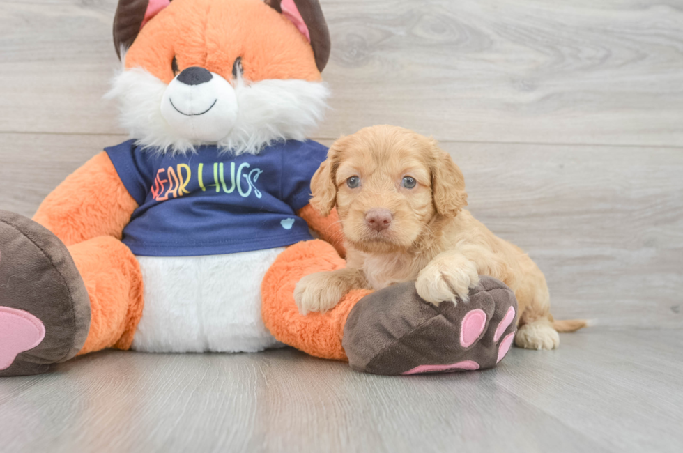 5 week old Cockapoo Puppy For Sale - Windy City Pups