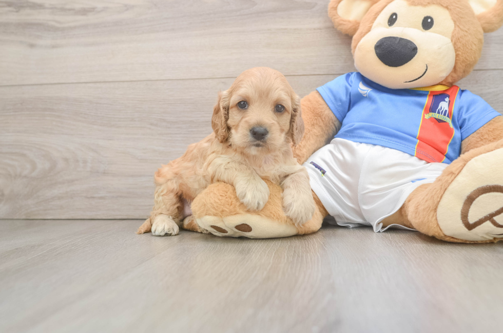5 week old Cockapoo Puppy For Sale - Windy City Pups