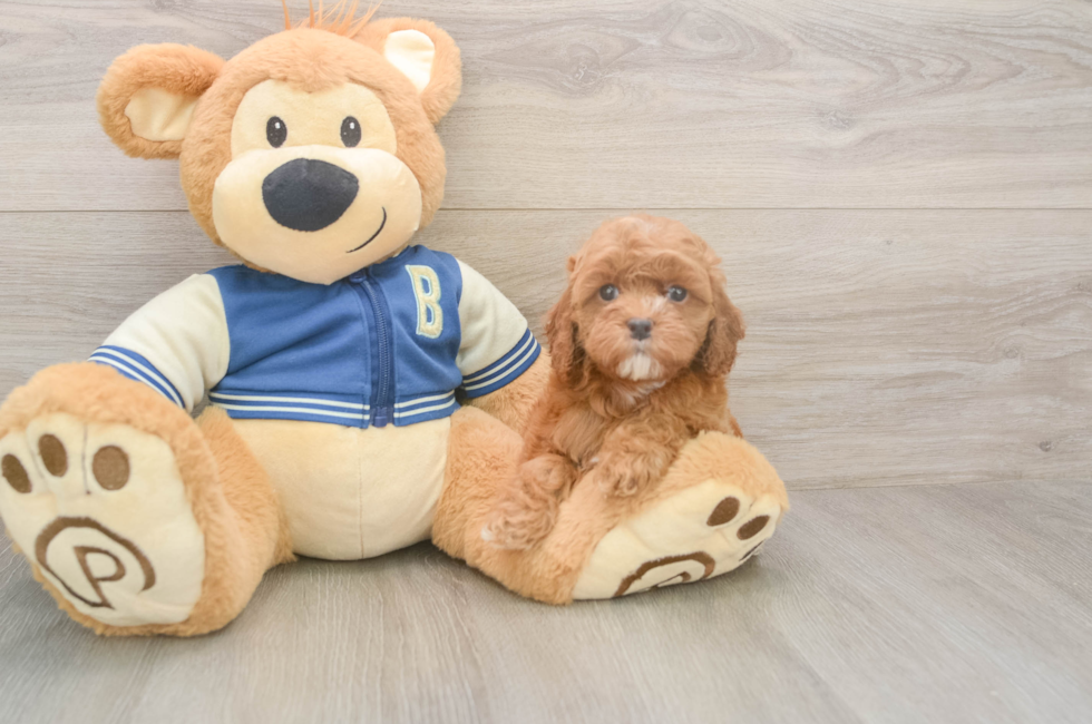 6 week old Cockapoo Puppy For Sale - Windy City Pups