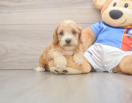 7 week old Cockapoo Puppy For Sale - Windy City Pups