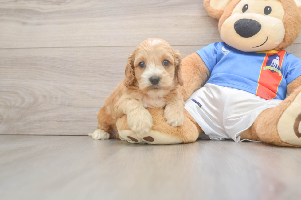 5 week old Cockapoo Puppy For Sale - Windy City Pups