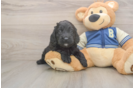 Small Cockapoo Baby
