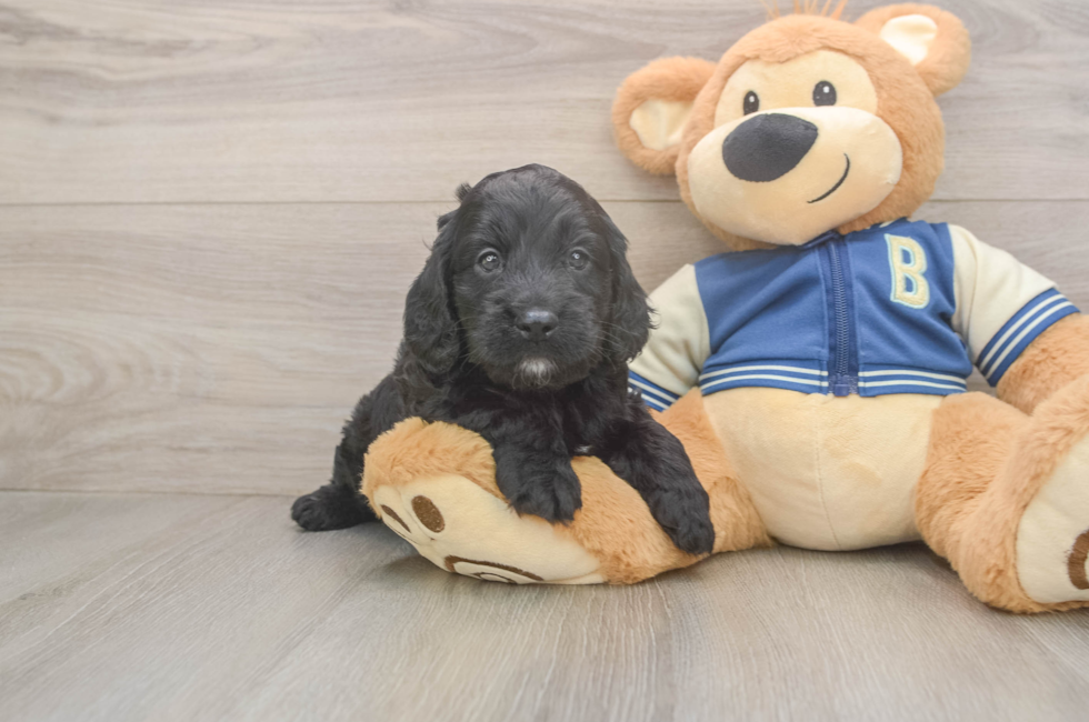 5 week old Cockapoo Puppy For Sale - Windy City Pups