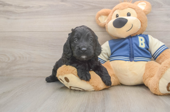 Small Cockapoo Baby