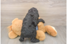 Cockapoo Puppy for Adoption