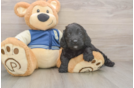 Cockapoo Pup Being Cute